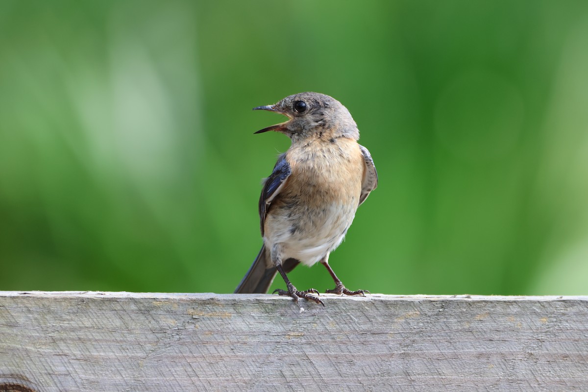 Eastern Bluebird - Derek LaFlamme