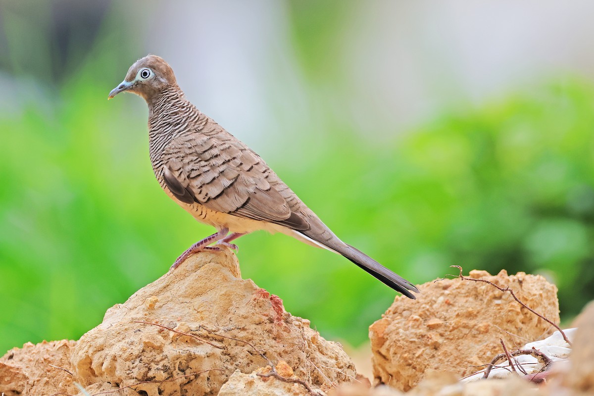 Zebra Dove - ML593537251