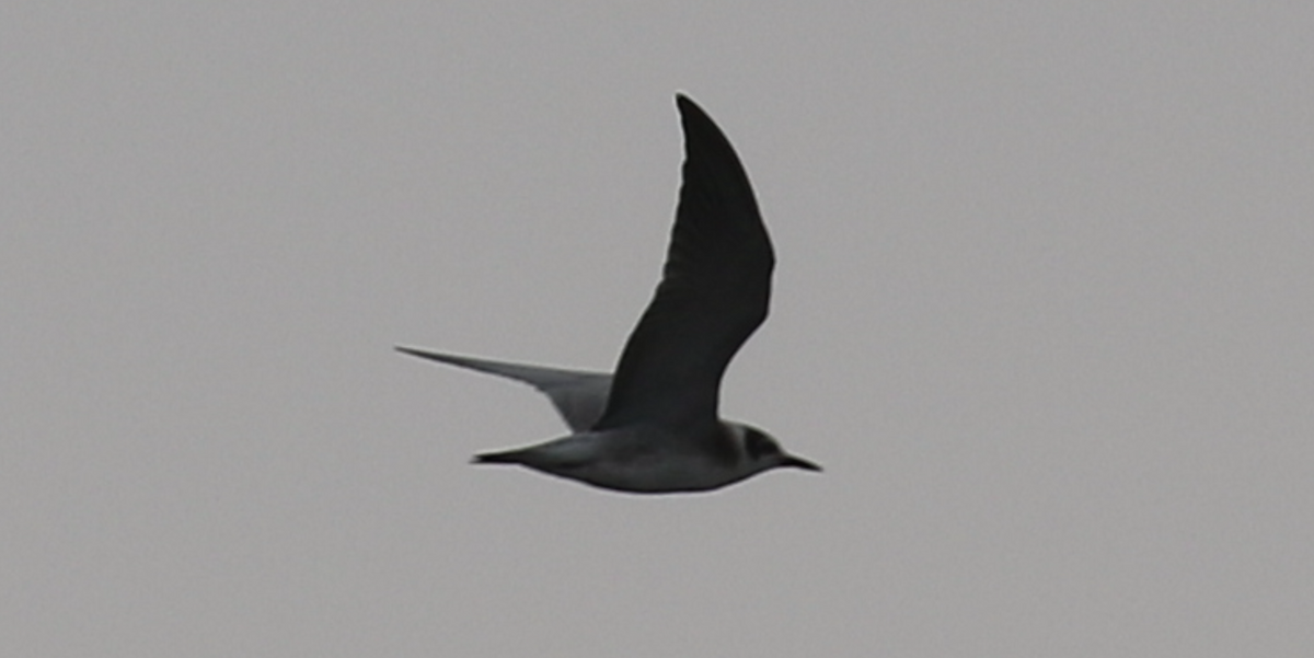 Black Tern - ML593537281