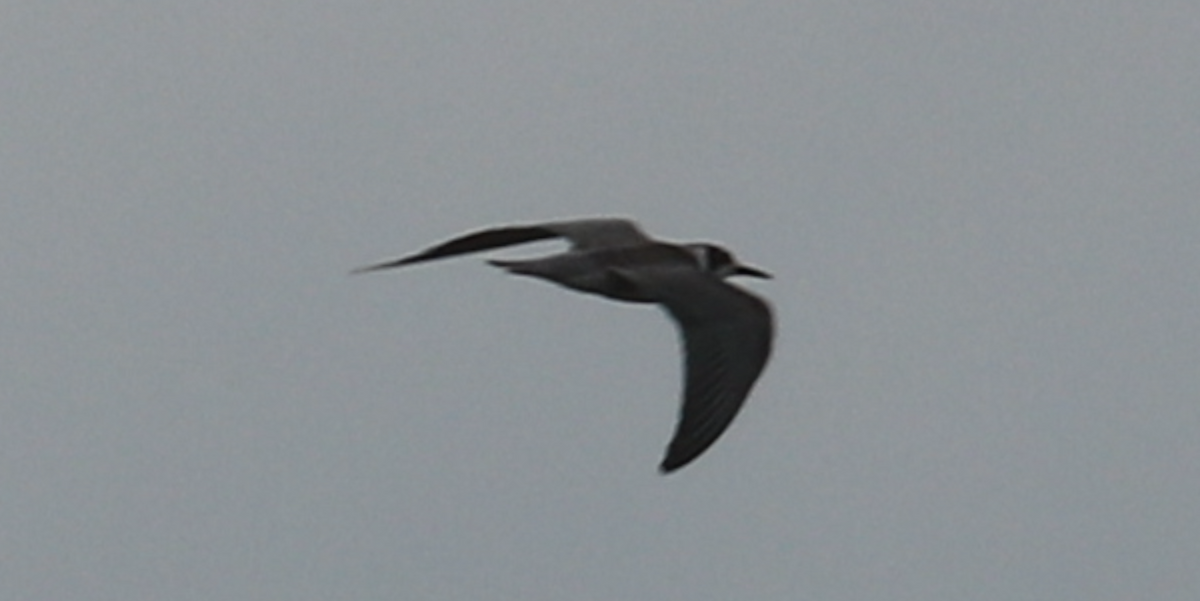 Black Tern - ML593537291