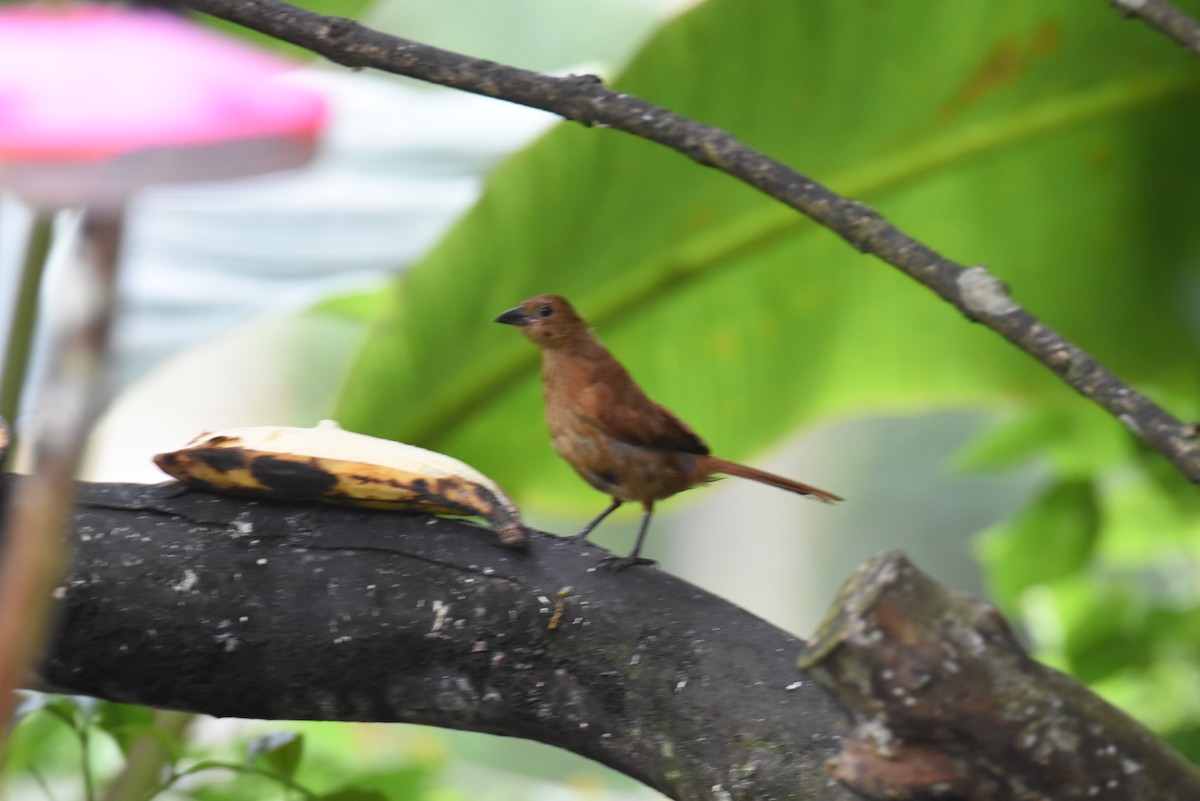 Red-faced Spinetail - Jerry Davis