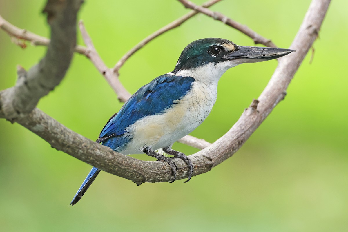 Collared Kingfisher - ML593537691