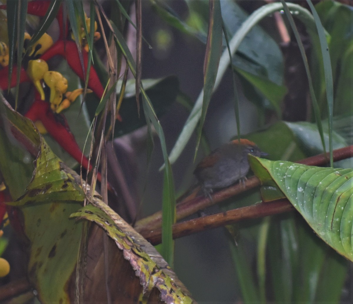 Azara's Spinetail - ML593537851