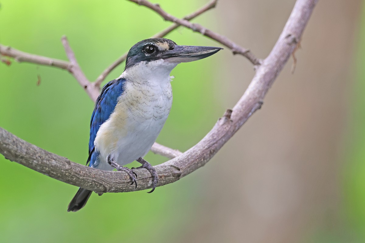 Collared Kingfisher - Nathan Wall