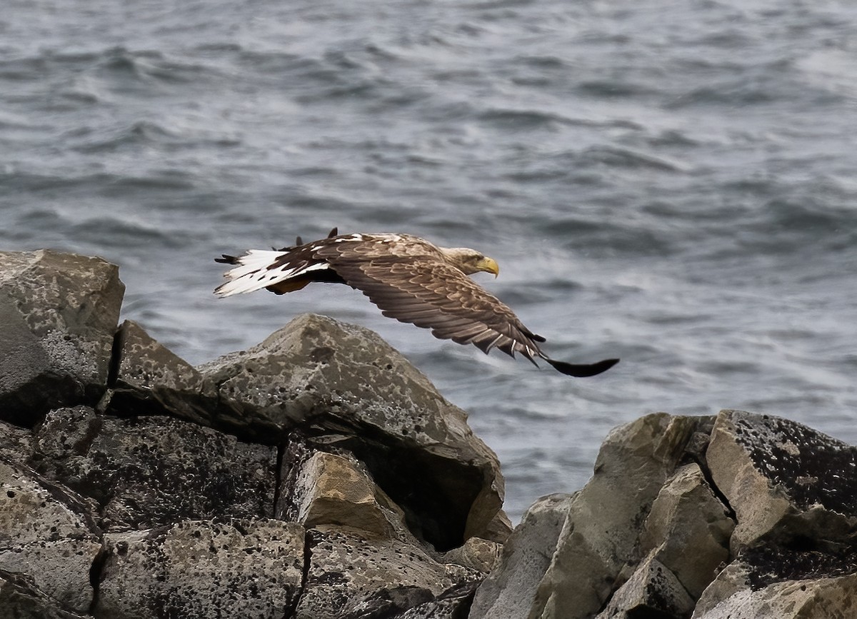 White-tailed Eagle - ML593538231