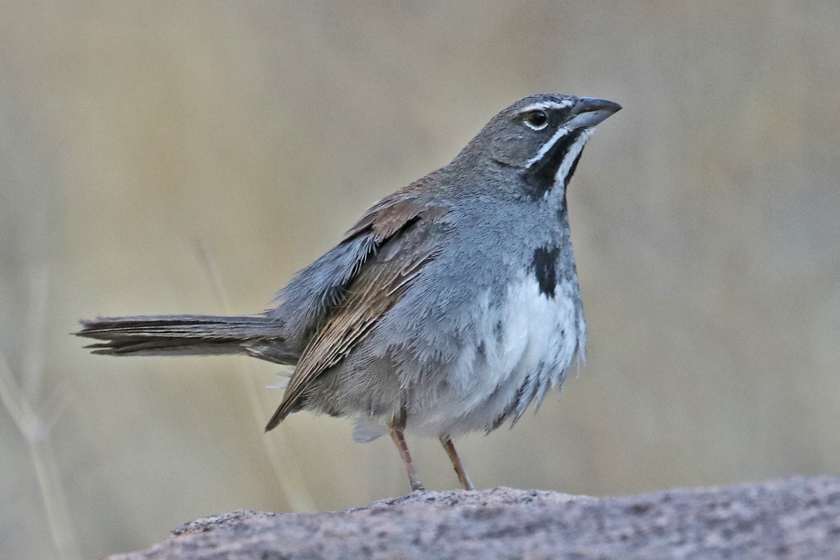 Five-striped Sparrow - ML593538301