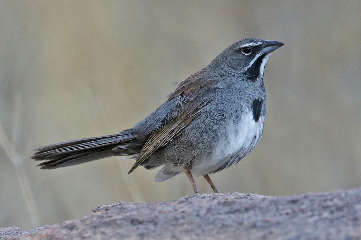 Five-striped Sparrow - ML593538311