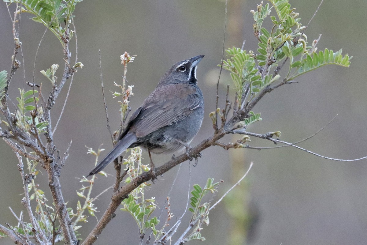 Five-striped Sparrow - ML593538321