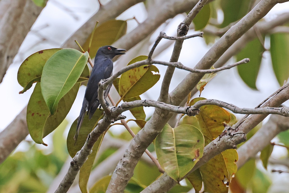 Ashy Drongo - ML593538471