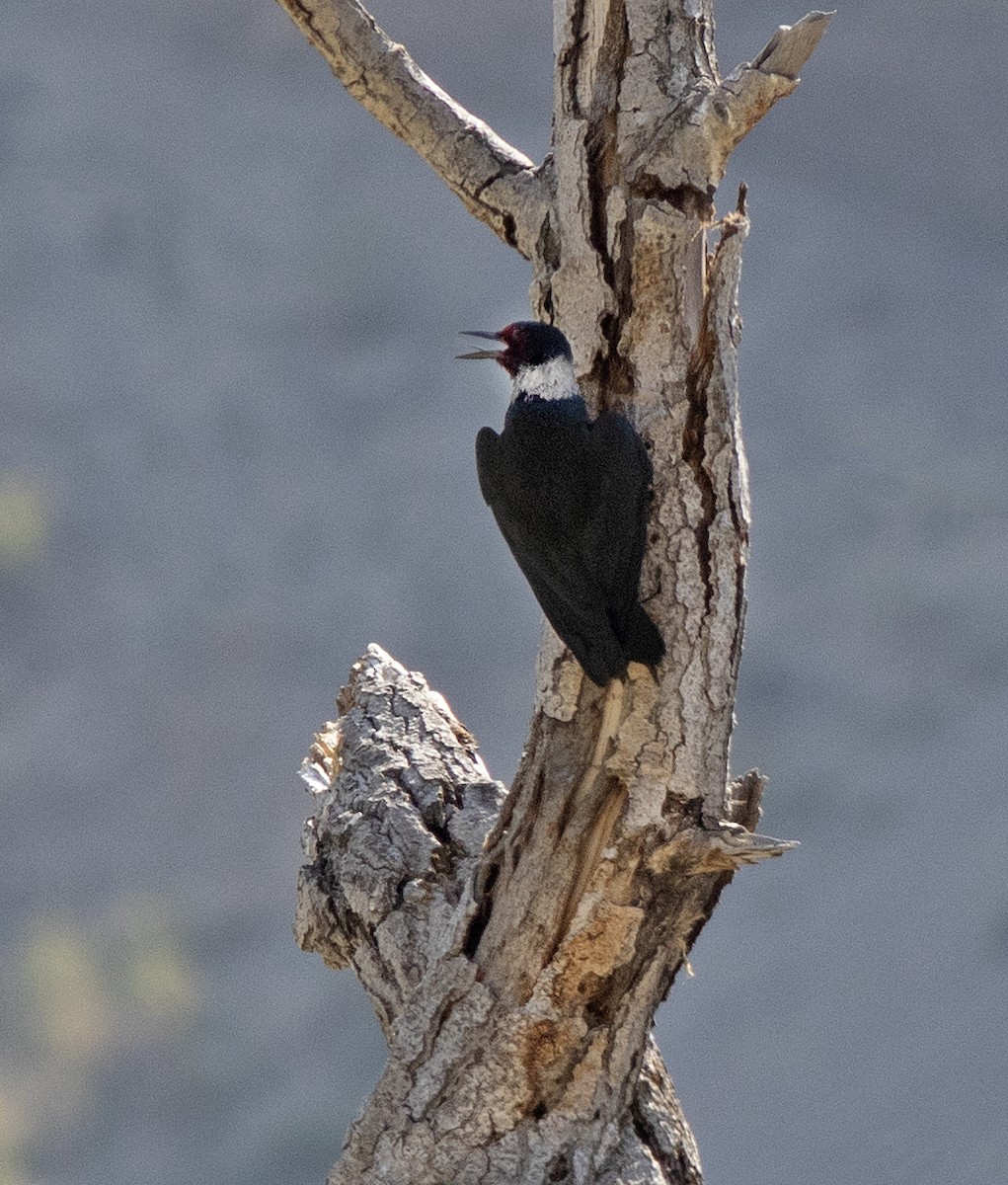 Lewis's Woodpecker - ML593538511