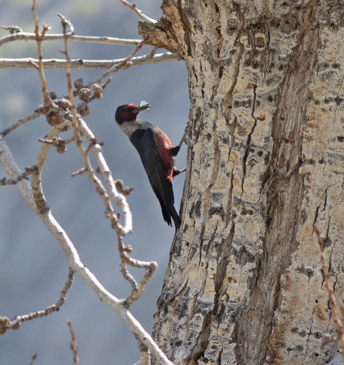 Lewis's Woodpecker - ML593538531