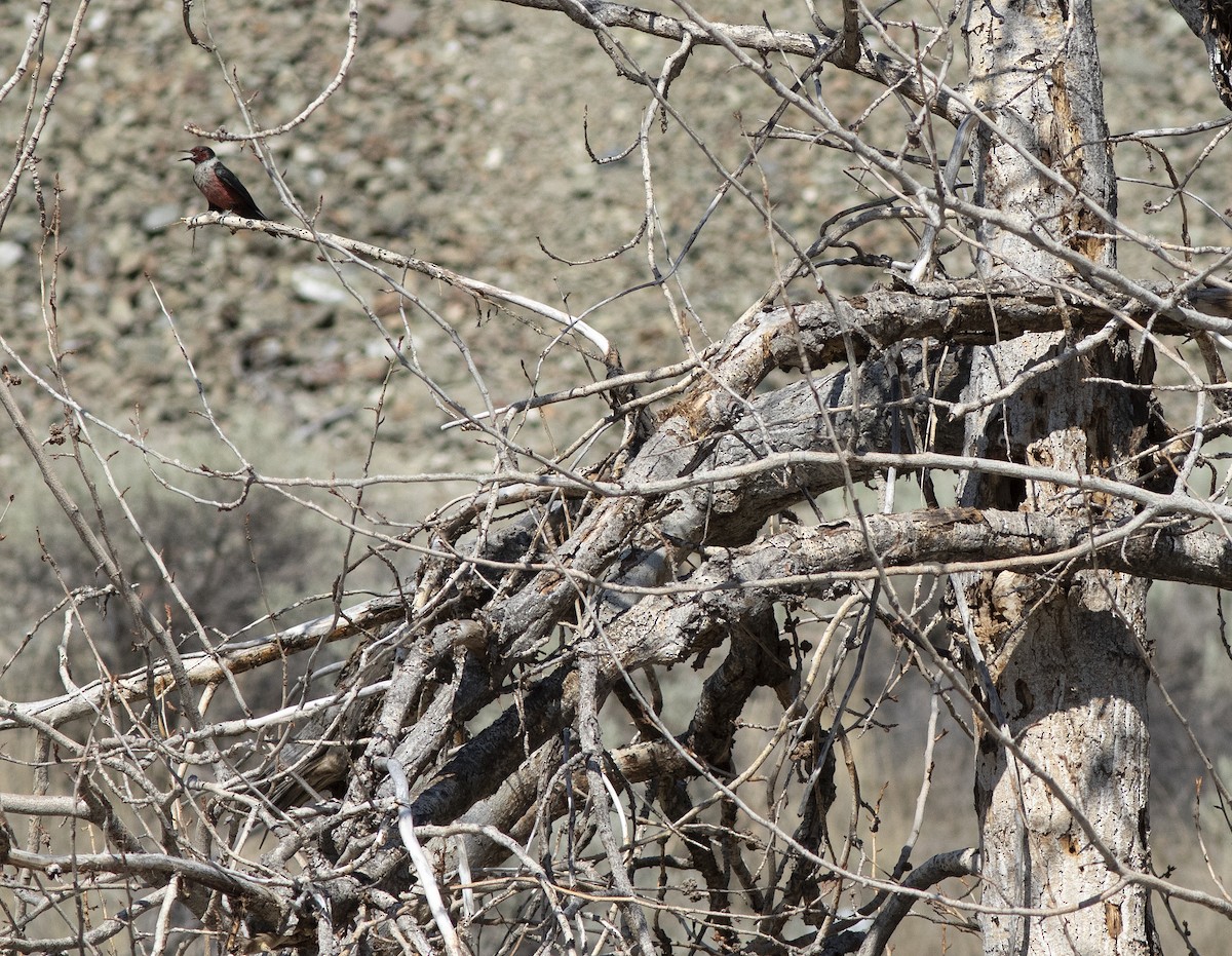 Lewis's Woodpecker - ML593538541