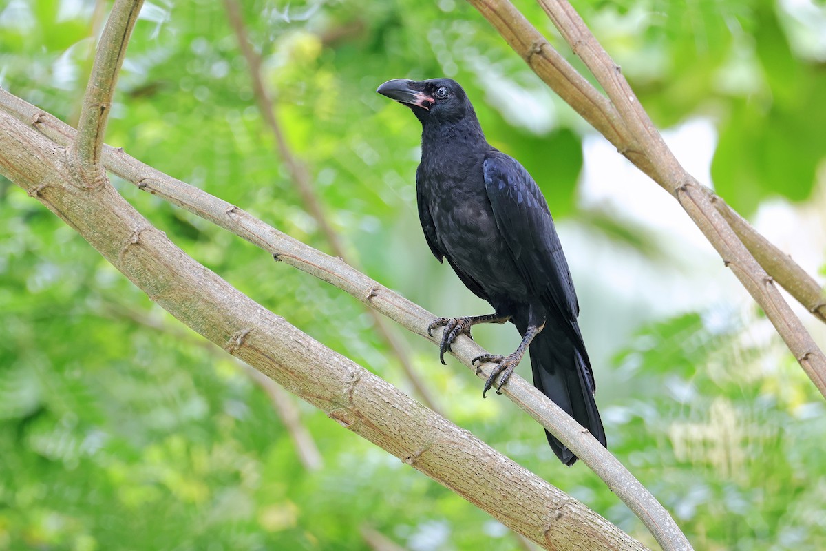 Large-billed Crow - ML593538811