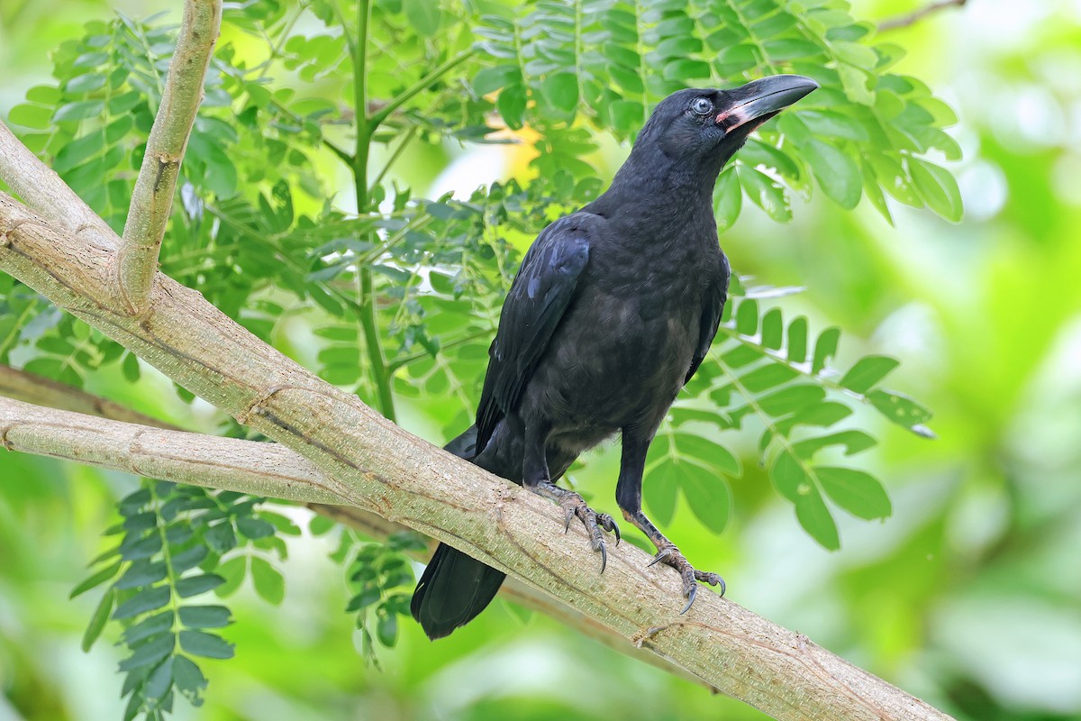 Large-billed Crow - ML593539021