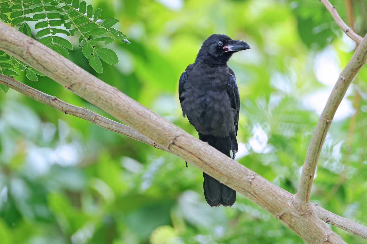 Large-billed Crow - Nathan Wall