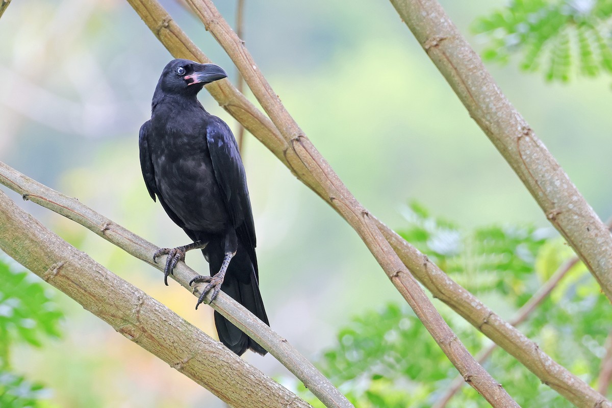 Large-billed Crow - ML593539341