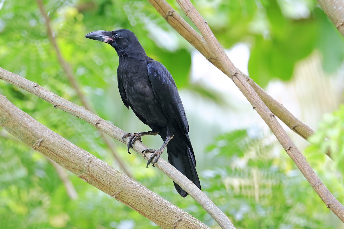 Large-billed Crow - ML593539491