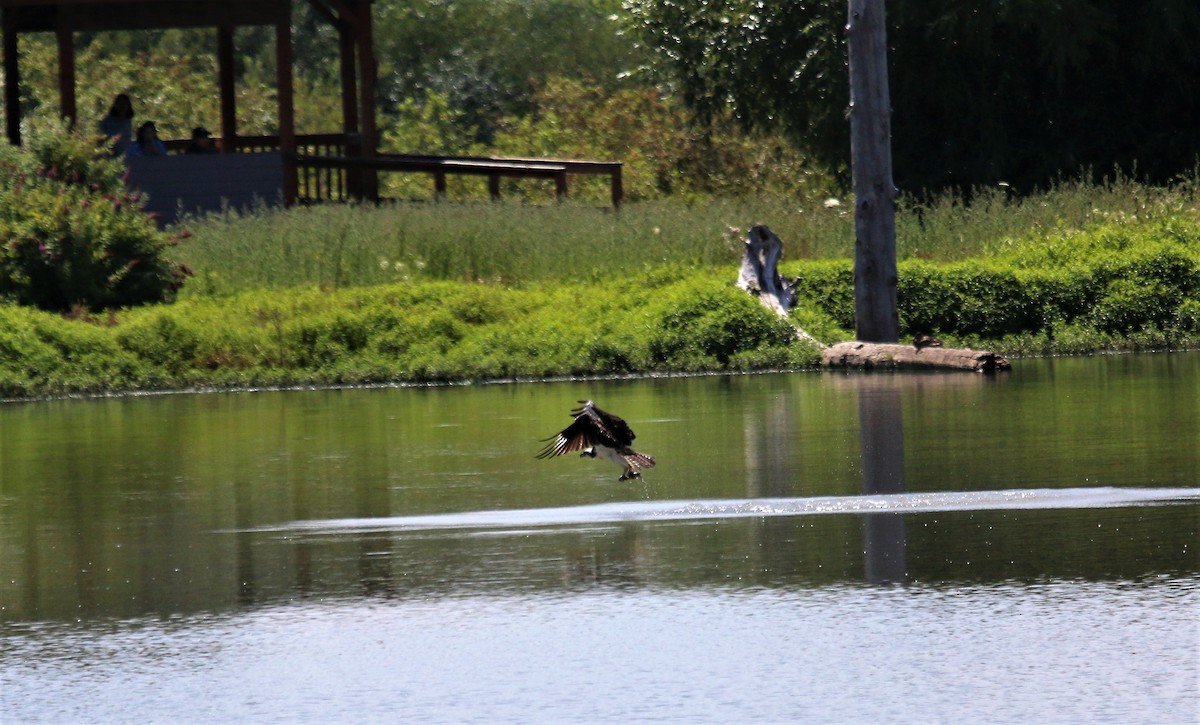 Osprey - ML593539591