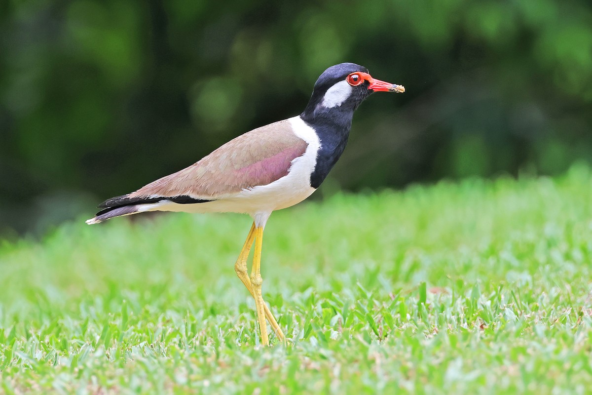 Red-wattled Lapwing - Nathan Wall