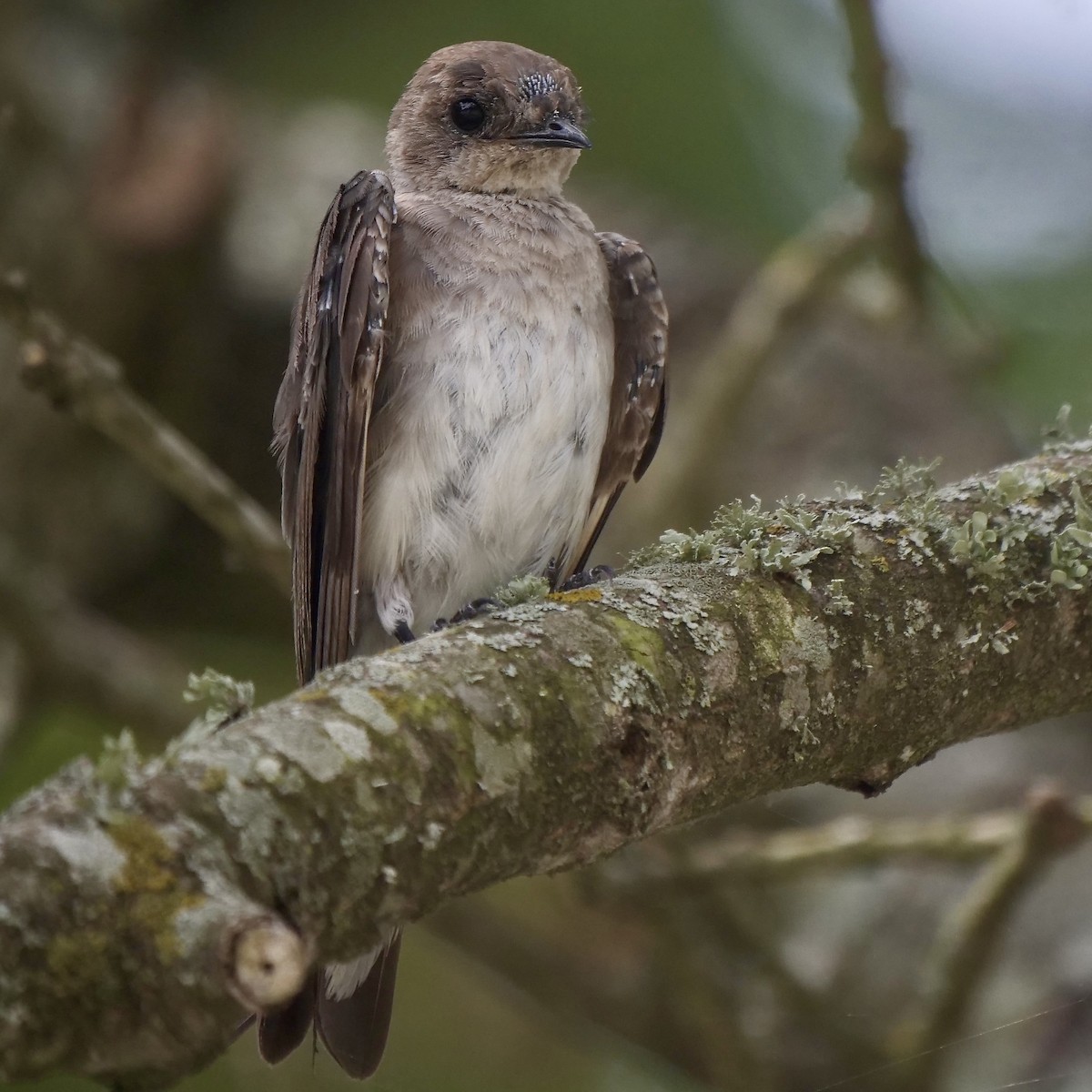 Northern Rough-winged Swallow - ML593541211