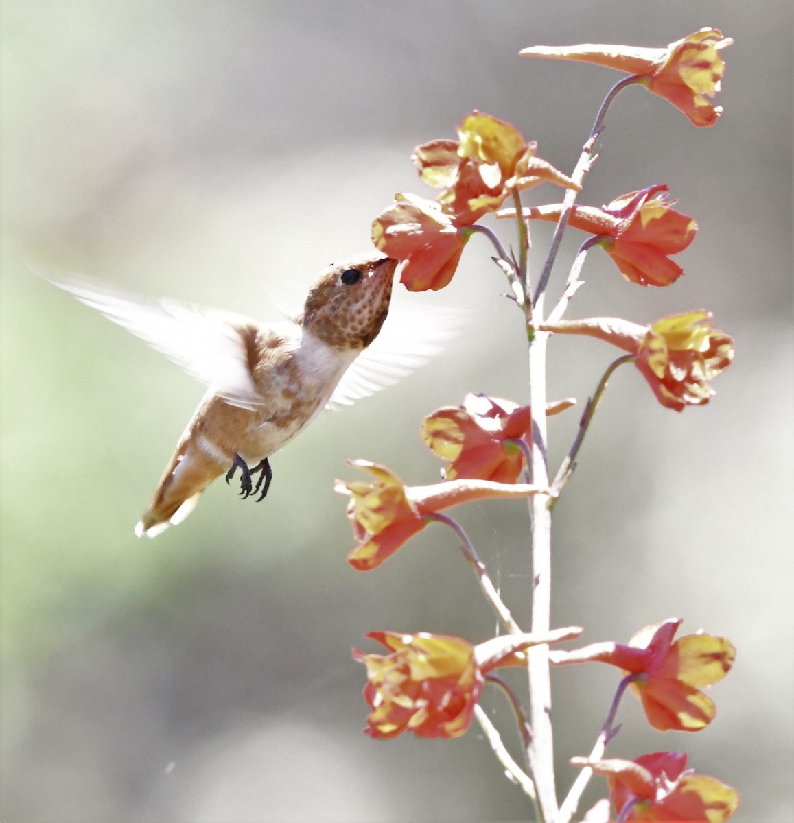 Rufous Hummingbird - ML593541691