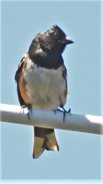 Spotted Towhee - ML593541871