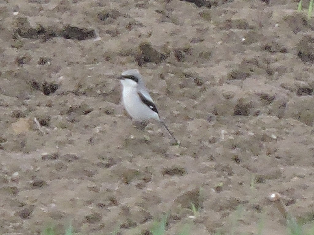 Loggerhead Shrike - ML59354291