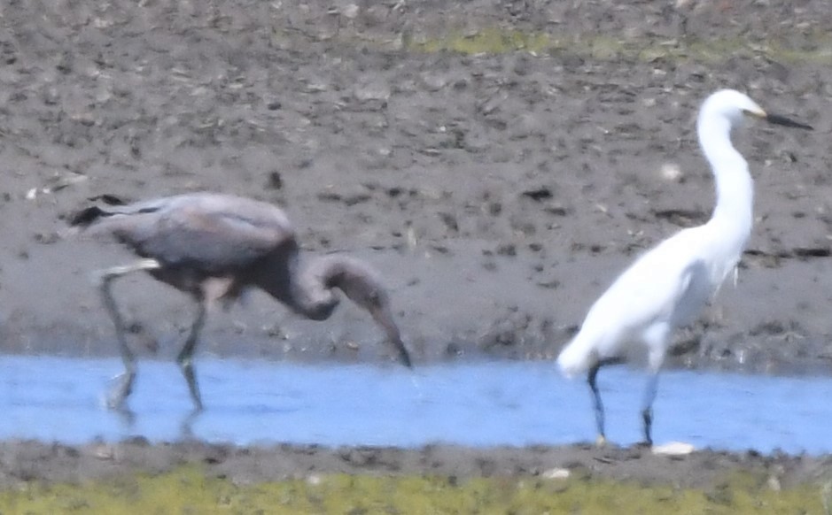 Snowy Egret - ML593542941