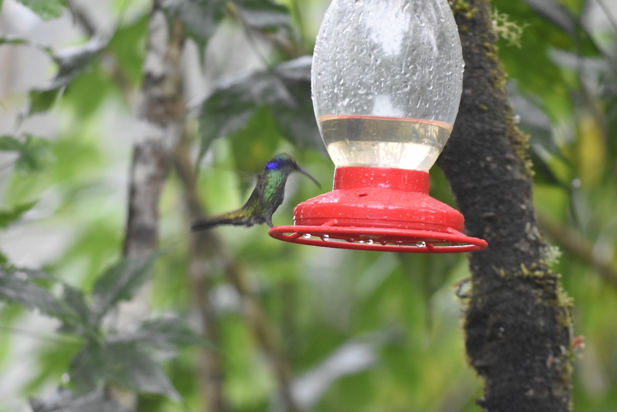 Colibrí Oreja Violeta Menor - ML593542961