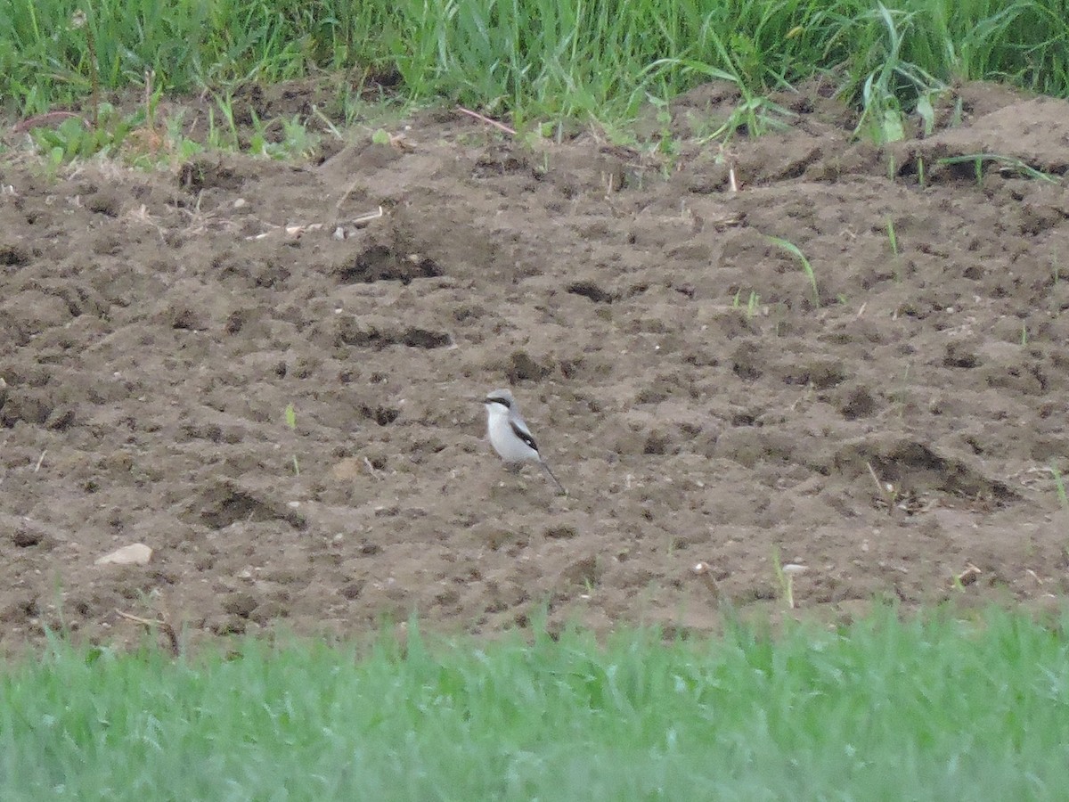 Loggerhead Shrike - ML59354331