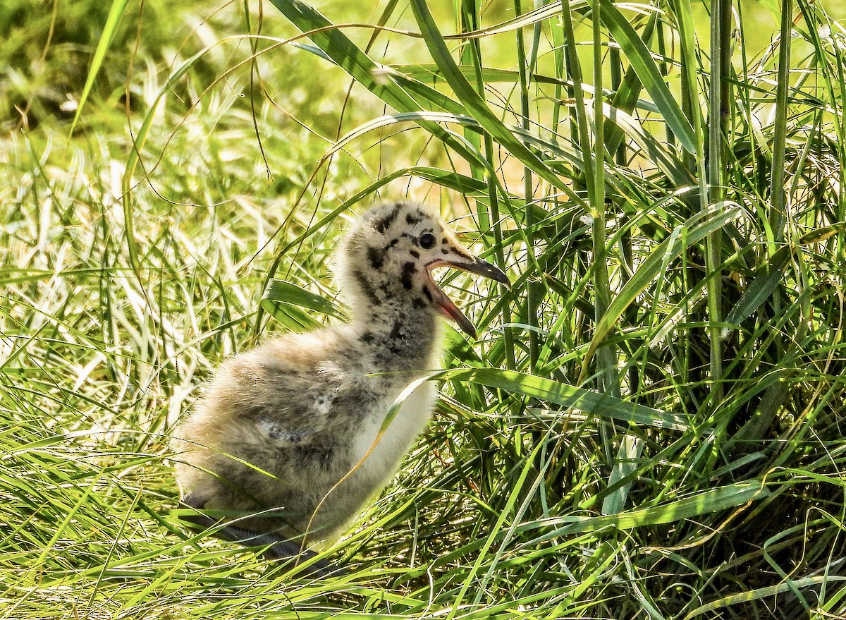 American Herring Gull - Vee Cee (*v*)