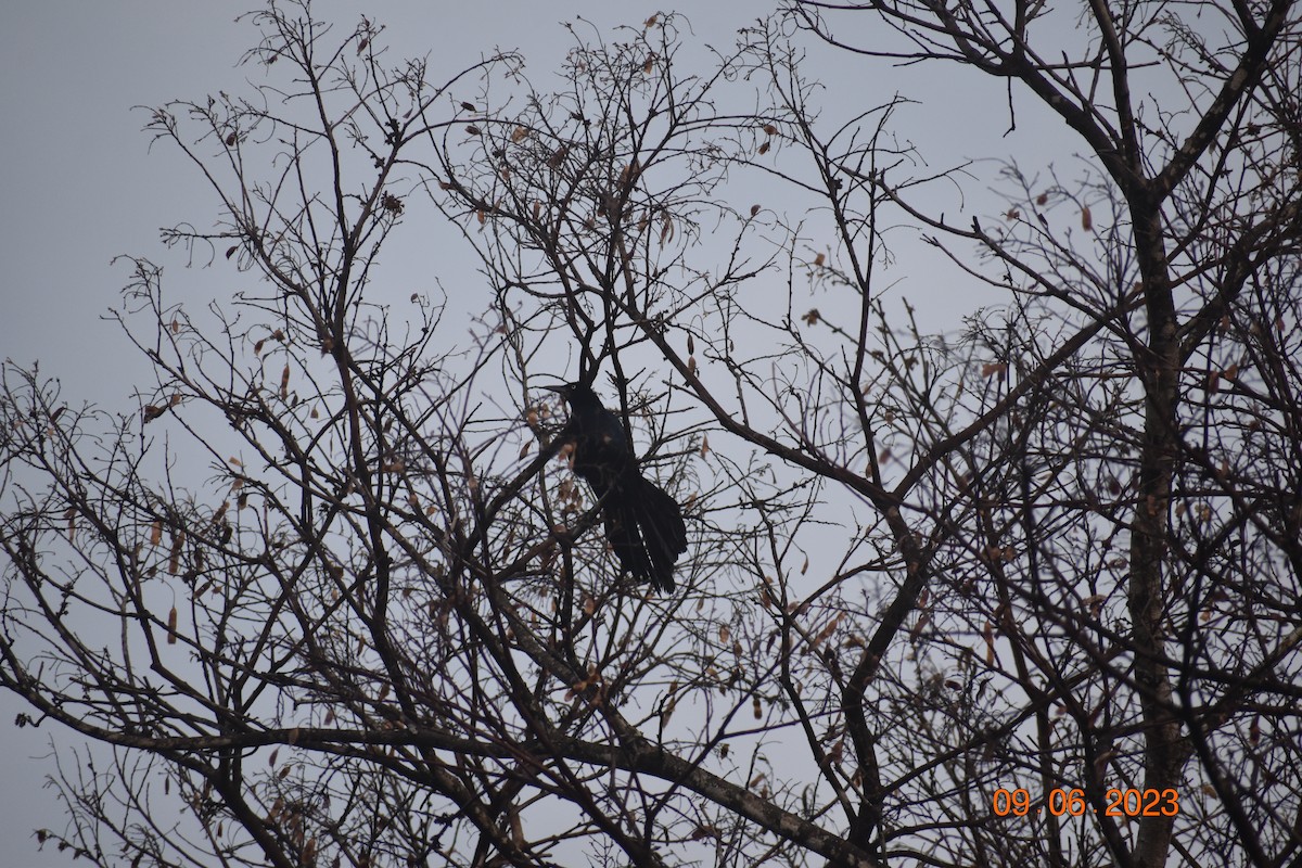 Great-tailed Grackle - John Cassell