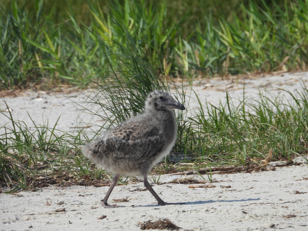 American Herring Gull - Vee Cee (*v*)