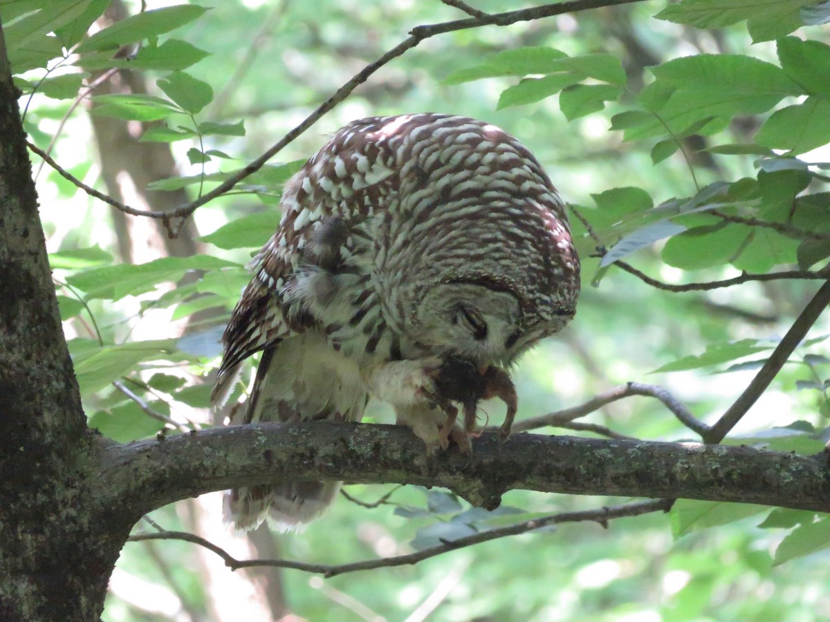 Barred Owl - ML593545851