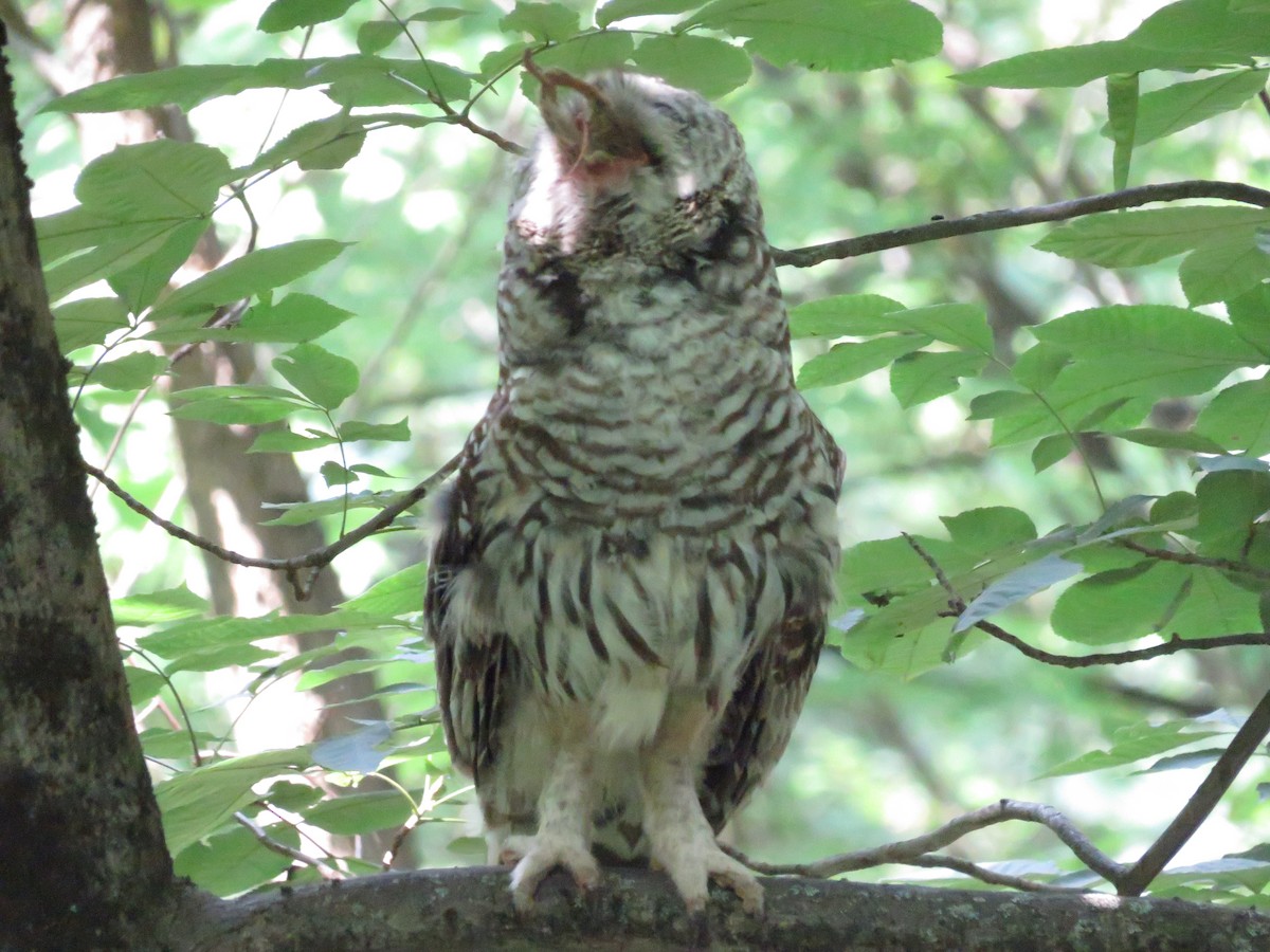 Barred Owl - ML593545871