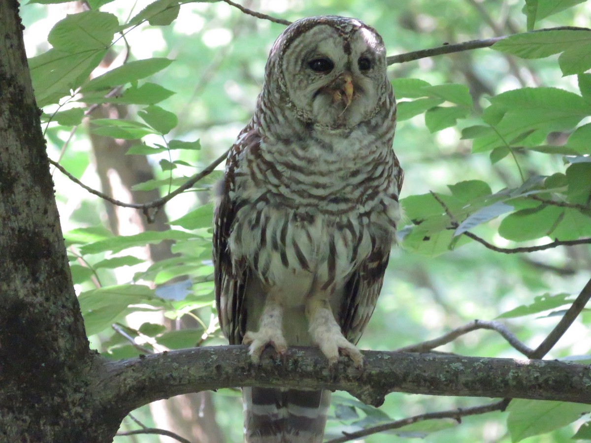 Barred Owl - ML593545901