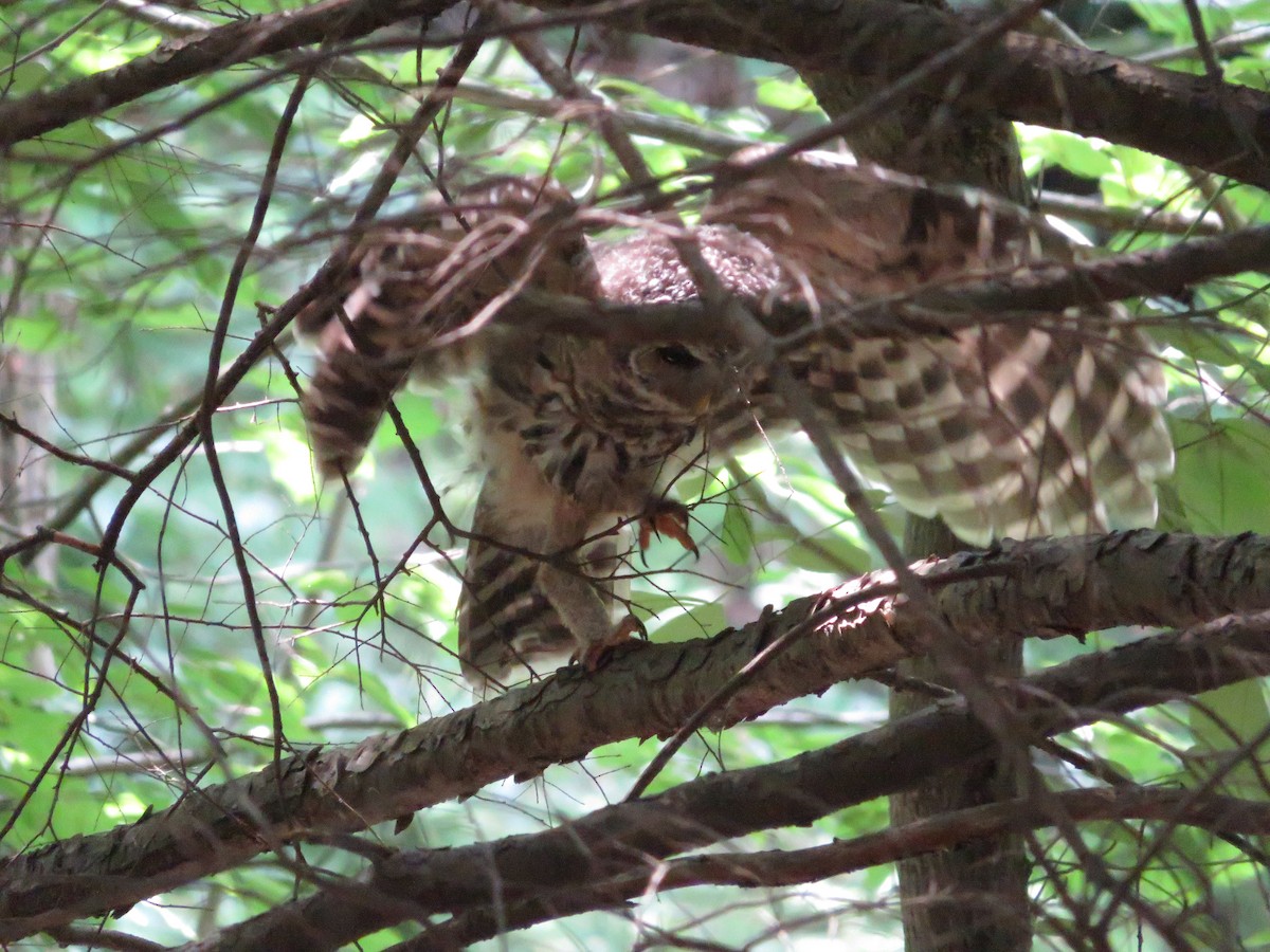 Barred Owl - ML593545911