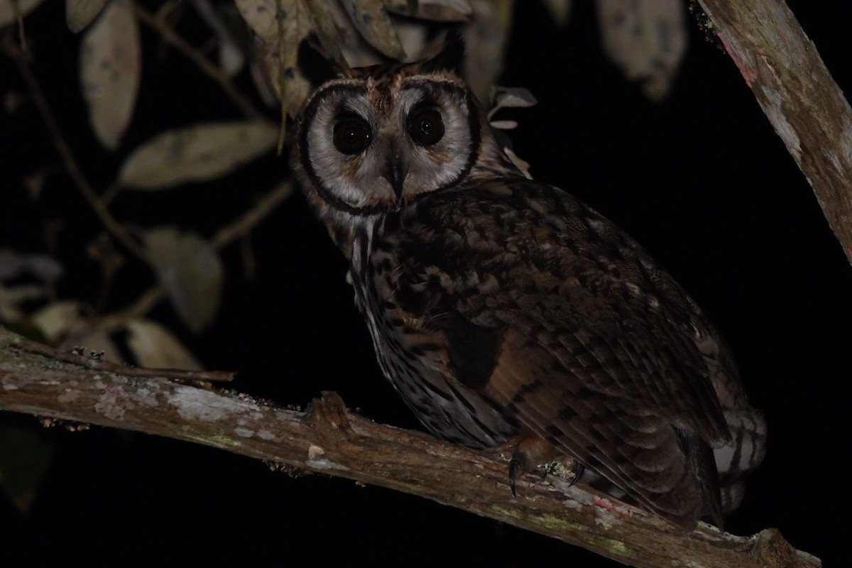 Striped Owl - Mario Campagnoli