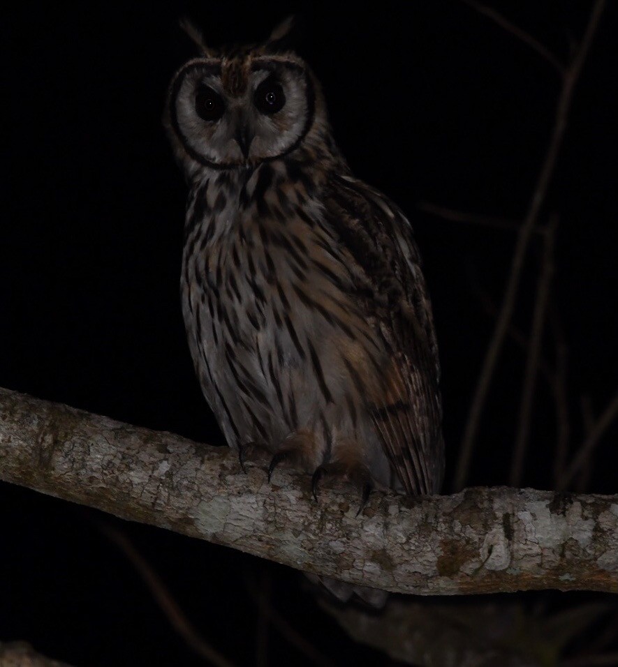 Striped Owl - Mario Campagnoli