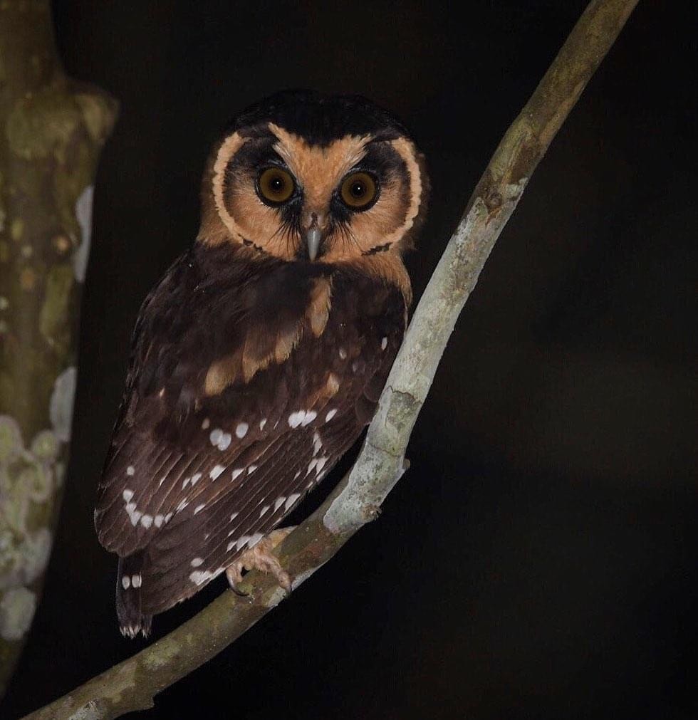 Buff-fronted Owl - Mario Campagnoli