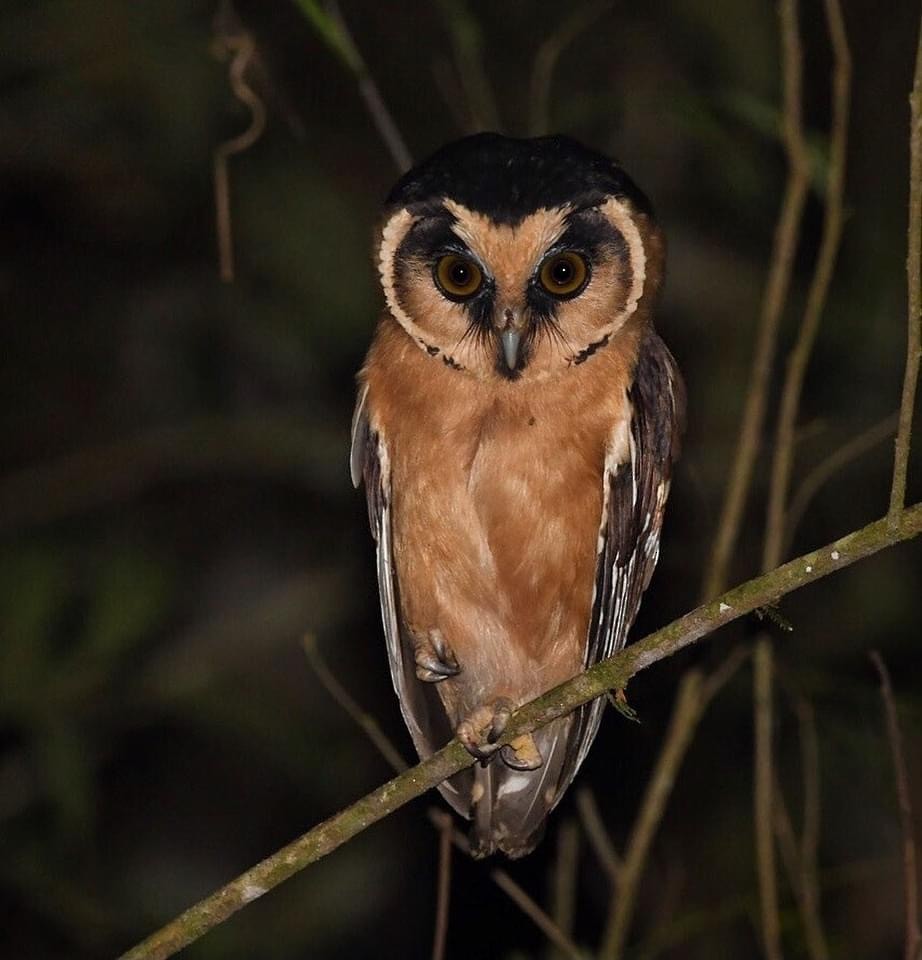 Buff-fronted Owl - Mario Campagnoli