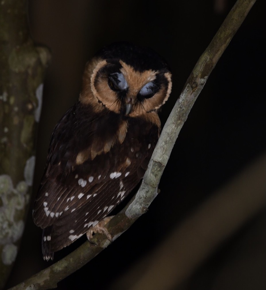 Buff-fronted Owl - Mario Campagnoli