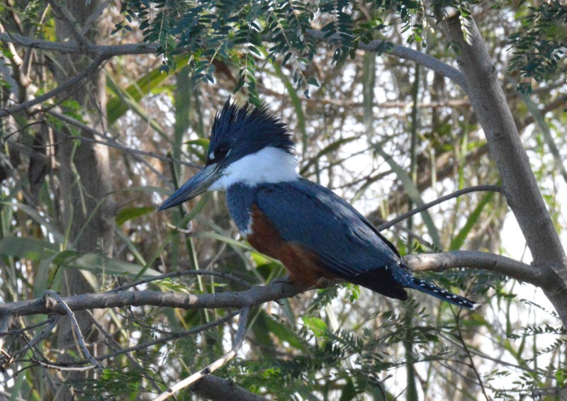 Ringed Kingfisher - ML59354671