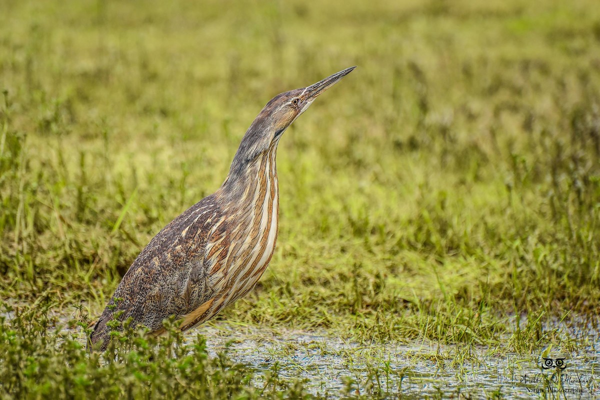 American Bittern - ML59354821