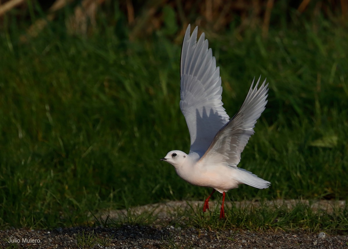 Ross's Gull - ML593548351