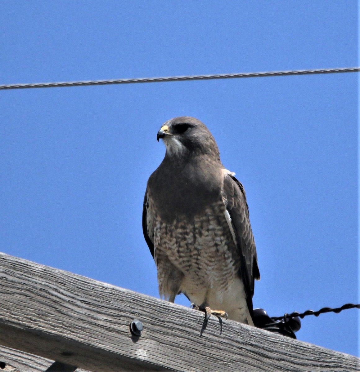 Swainson's Hawk - ML593548691