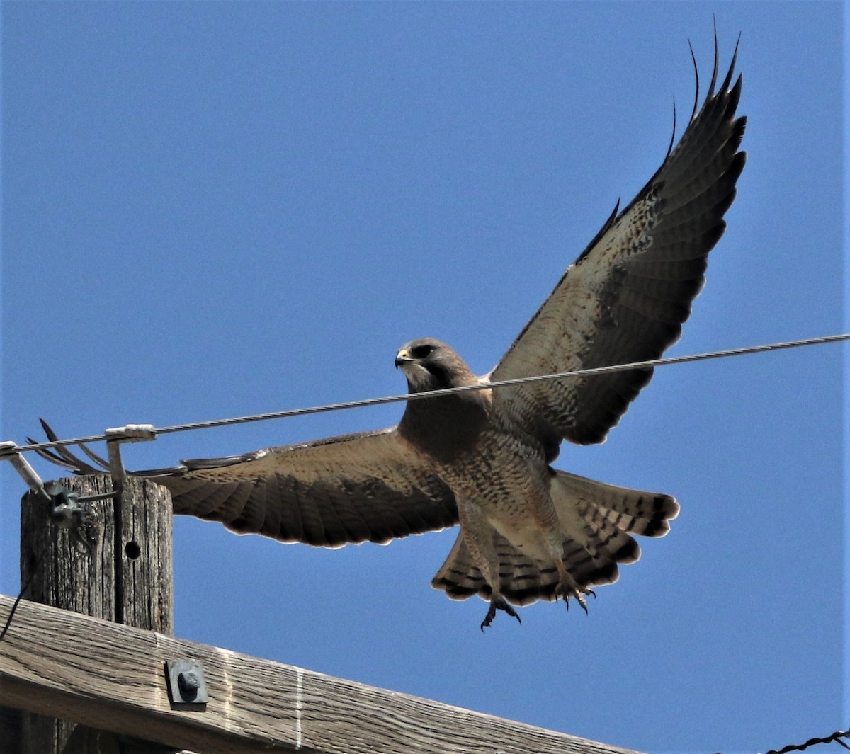 Swainson's Hawk - ML593548711