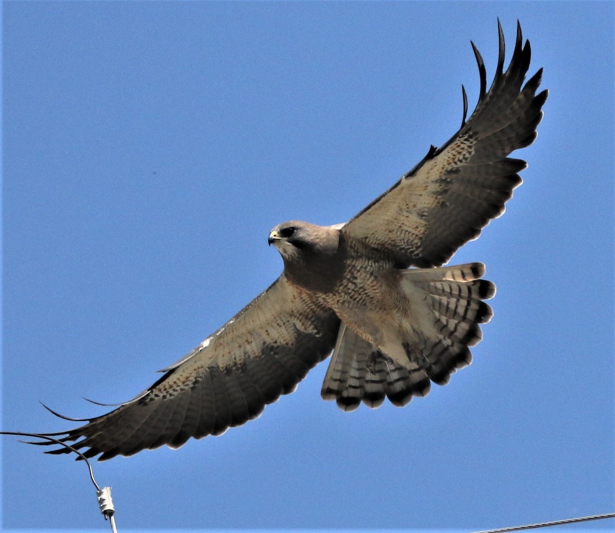 Swainson's Hawk - ML593548741