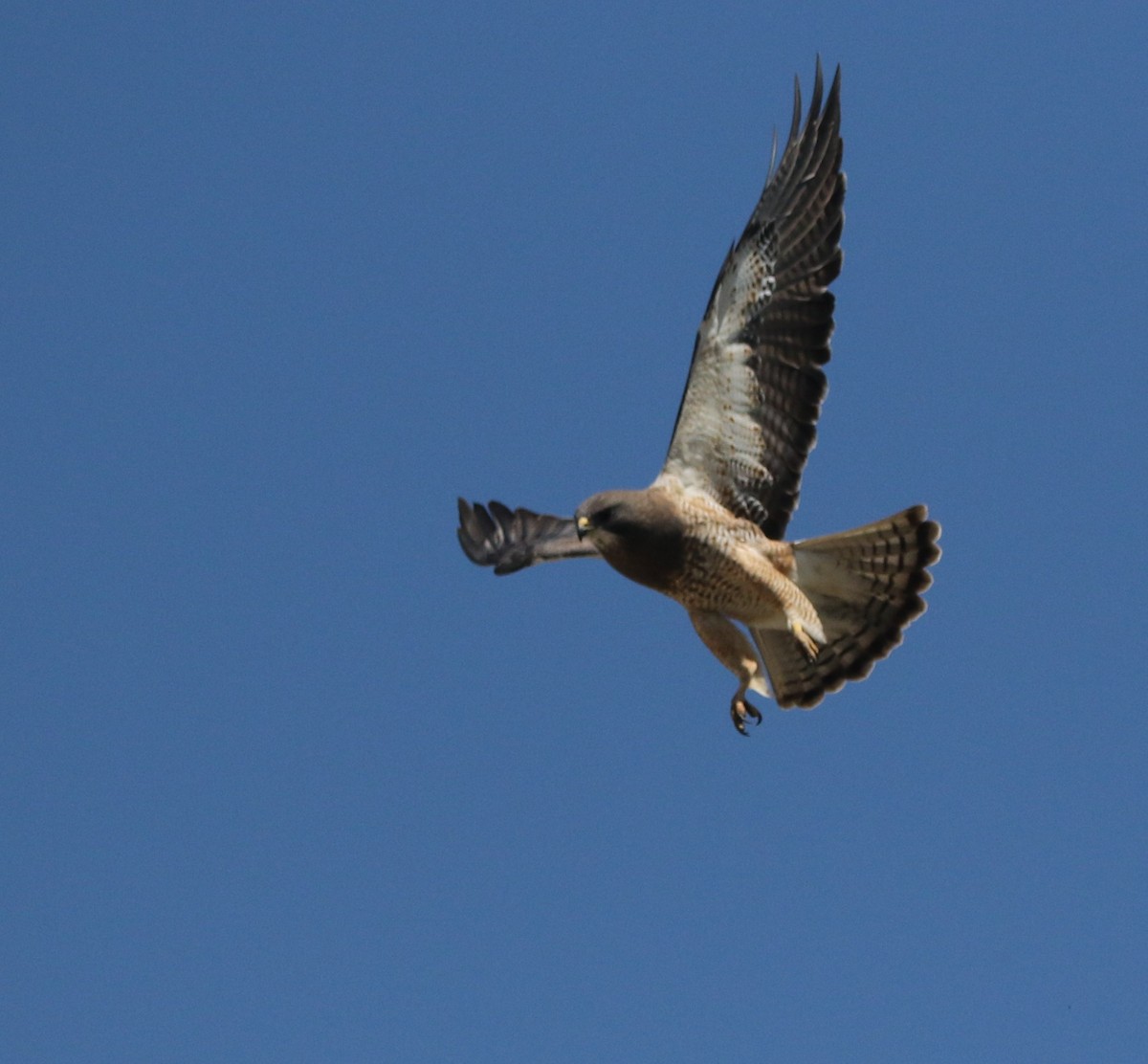 Swainson's Hawk - ML593548761