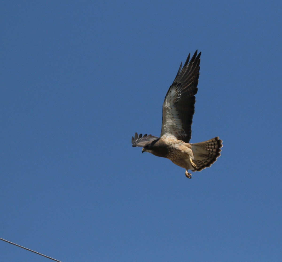 Swainson's Hawk - ML593548771